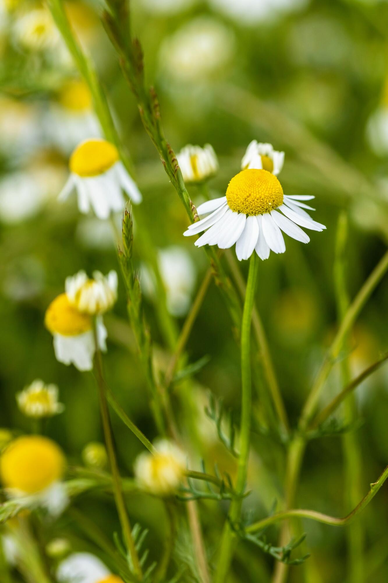 <span class="ezstring-field">kl_chamomile_active-ingredient_field_plant_2019 -1- 367x460</span>
